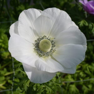 Bianco Cenere